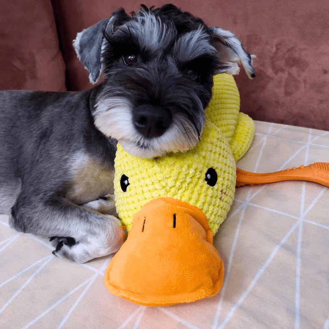 Stop Your Dog’s Anxiety in Minutes 🐾